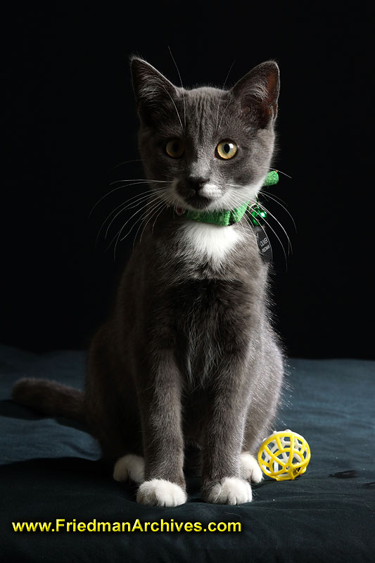 cat,black,kitten,sitting,portrait,studio,attention,ball,toy,